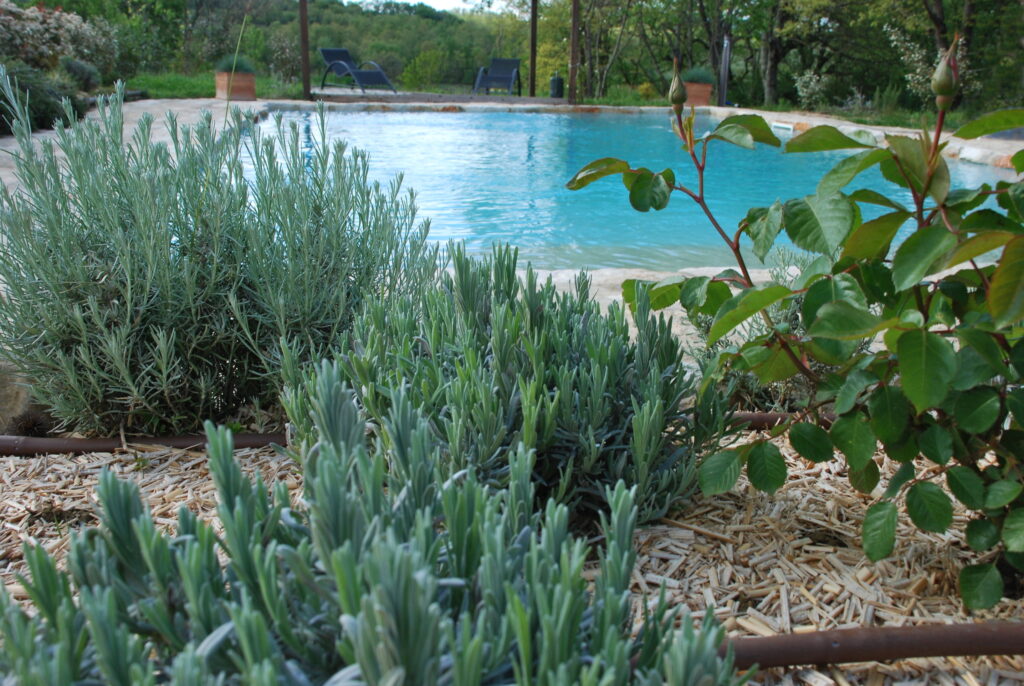 Giardino bordo piscina con rose e lavande