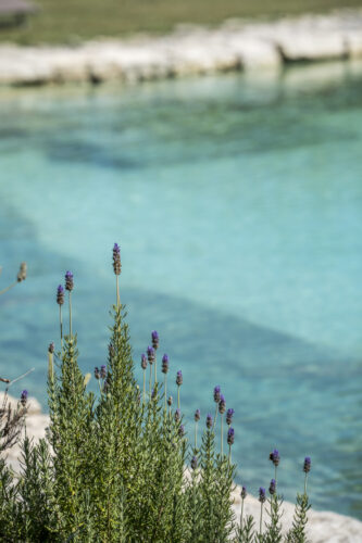 Lavanda e biolago sullo sfondo